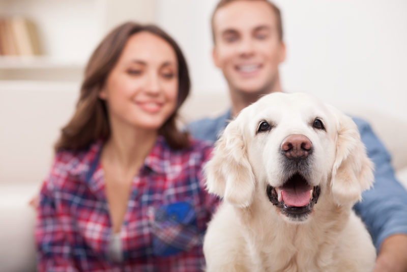 Home With Pets